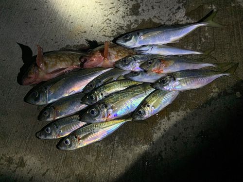 小名浜港市場前