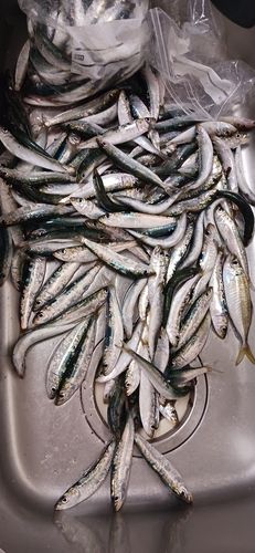 マイワシの釣果