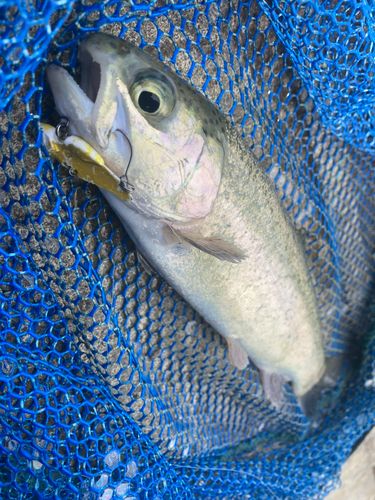 ニジマスの釣果