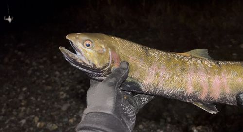 ビワマスの釣果