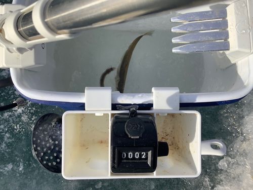 ワカサギの釣果