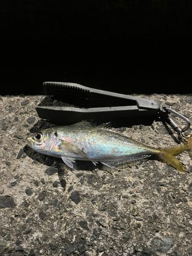 長浜新港（伊予）