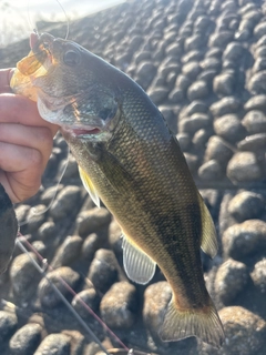 ラージマウスバスの釣果