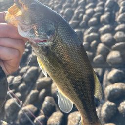 ラージマウスバス