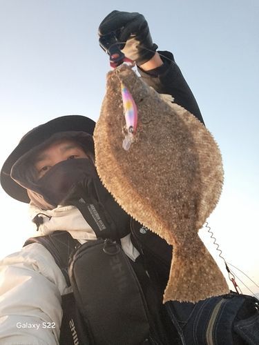 ヒラメの釣果