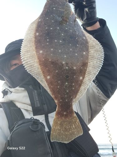 ヒラメの釣果