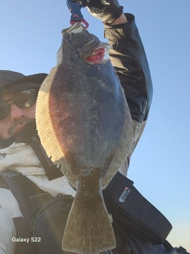 ヒラメの釣果