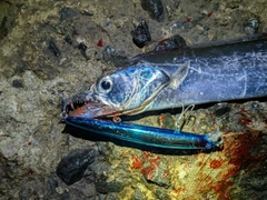 タチウオの釣果