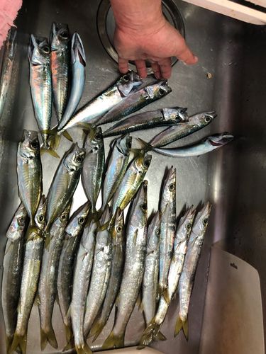 内浦湾（鴨川）