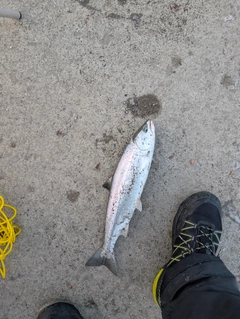 サクラマスの釣果