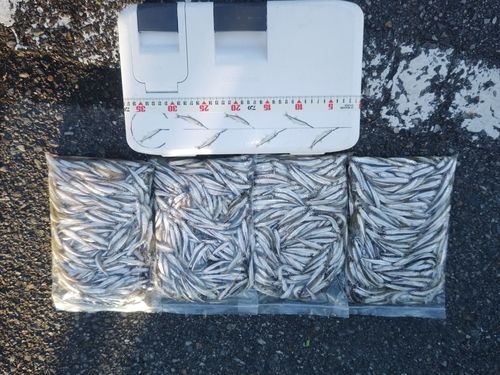 ワカサギの釣果