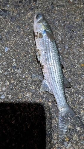 碧南海釣り公園