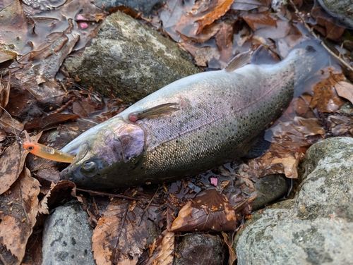 ニジマスの釣果