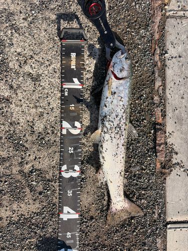 アメマスの釣果