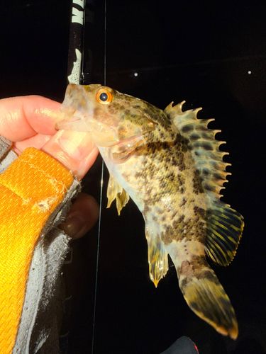 ベッコウゾイの釣果