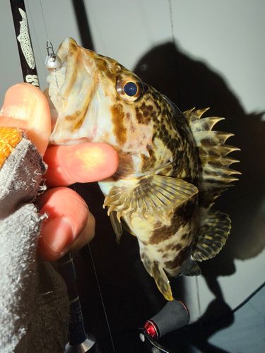 ベッコウゾイの釣果