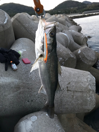 フッコ（マルスズキ）の釣果