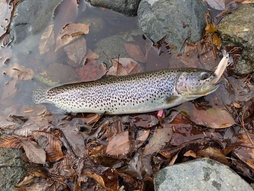 カットスロートの釣果