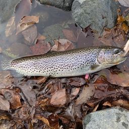 カットスロート