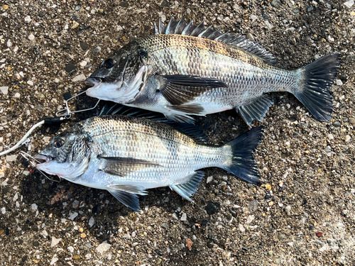 千葉港中央埠頭