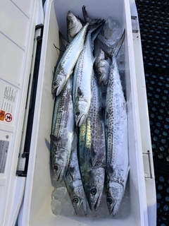 サワラの釣果