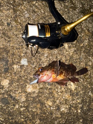 常滑りんくう釣り護岸