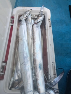 タチウオの釣果