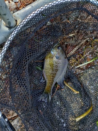 ブルーギルの釣果