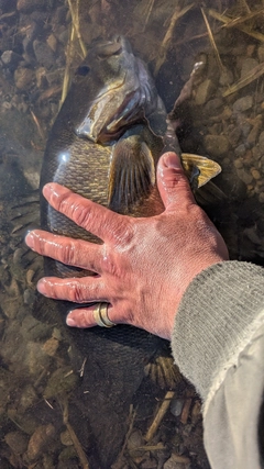 スモールマウスバスの釣果