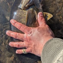 スモールマウスバス