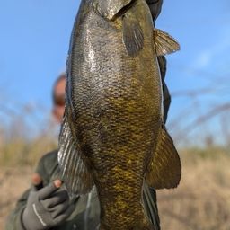 スモールマウスバス