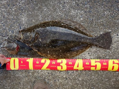 ヒラメの釣果