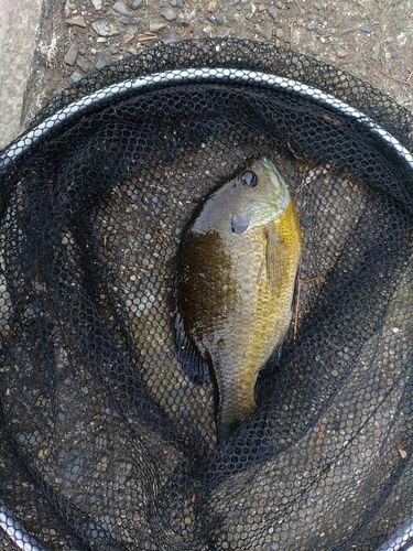 ブルーギルの釣果