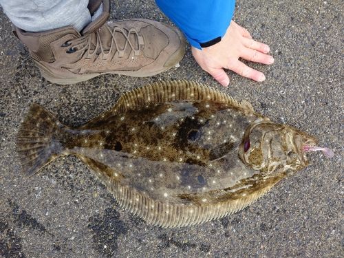 ヒラメの釣果