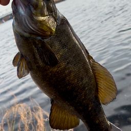 スモールマウスバス