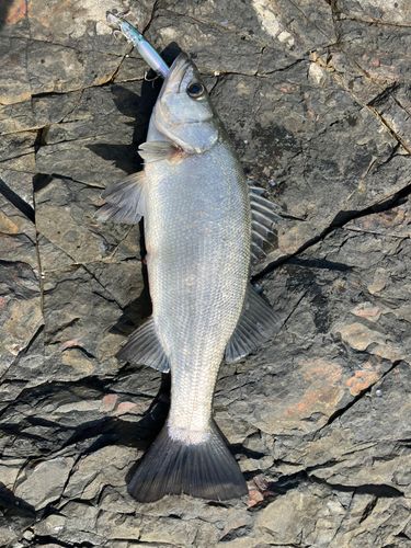 ヒラスズキの釣果