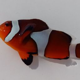 ミスジリュウキュウスズメダイ