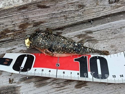 クサフグの釣果