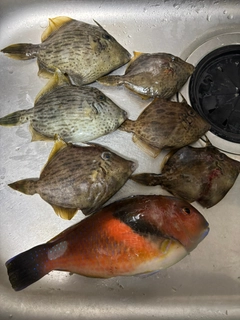 カワハギの釣果