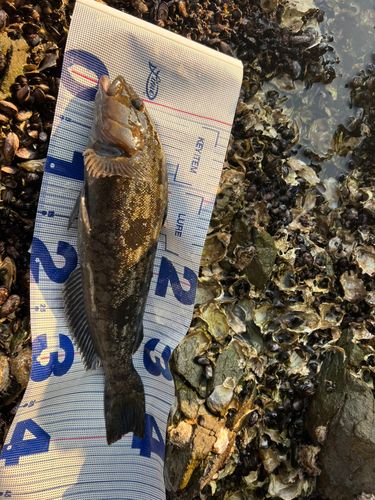 アイナメの釣果