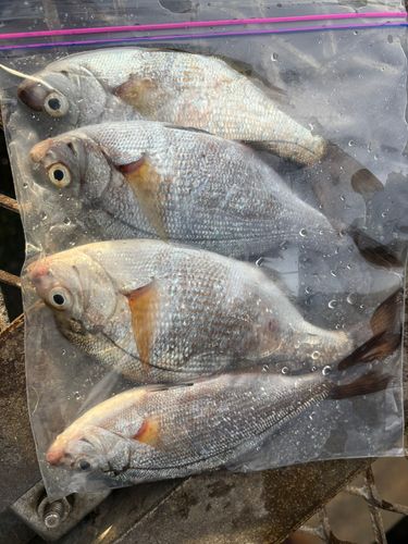 ウミタナゴの釣果