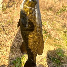 スモールマウスバス