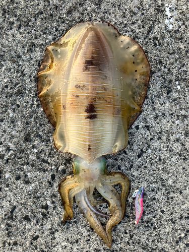 アオリイカの釣果