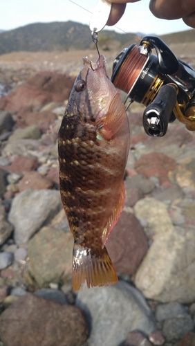 アカササノハベラの釣果