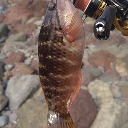 アカササノハベラ