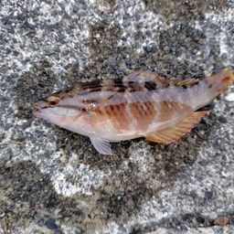 アカササノハベラ