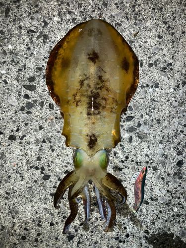 アオリイカの釣果