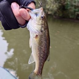 ラージマウスバス