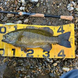 スモールマウスバス