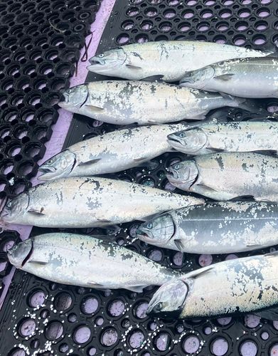 サクラマスの釣果